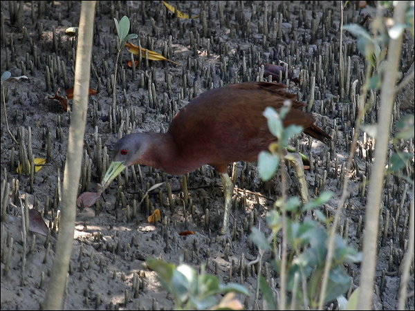 Pretty Chestnut rail