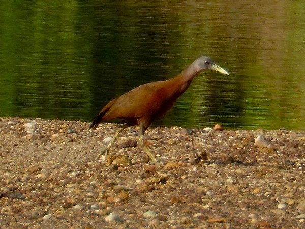 Pretty Chestnut rail