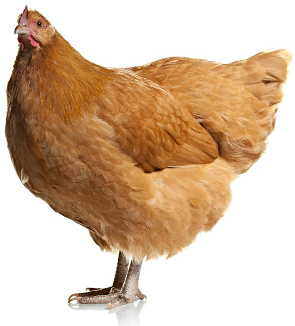 Cool Chicken