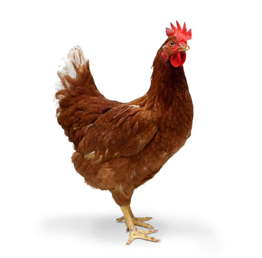 Pretty Chicken