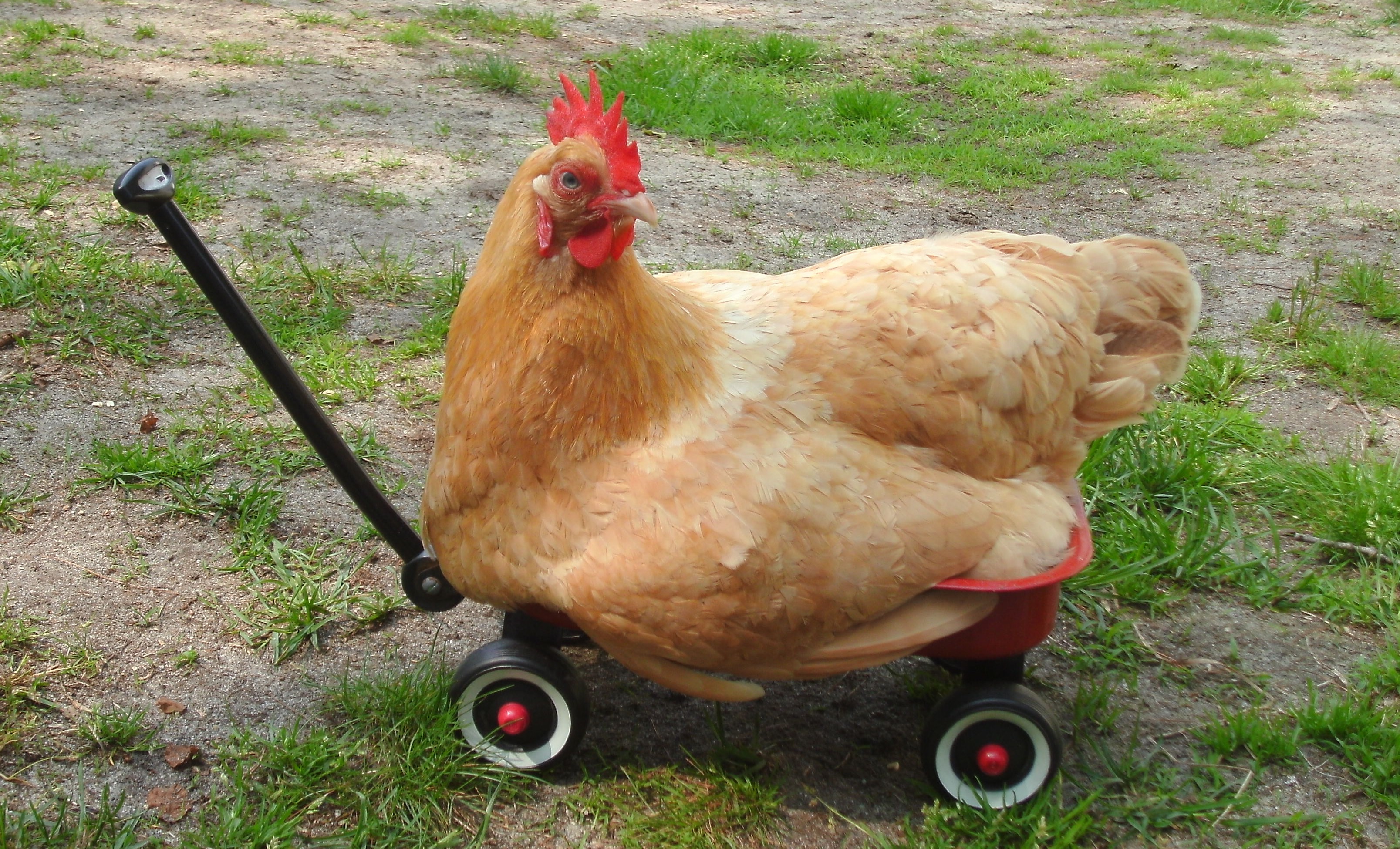 Cute Chicken