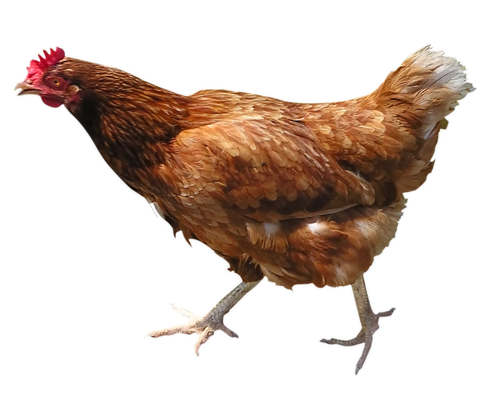 Wallpaper Chicken