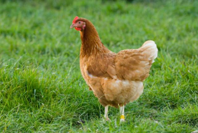 Chicken wallpaper