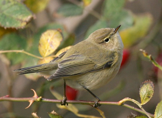 Chiffchaff