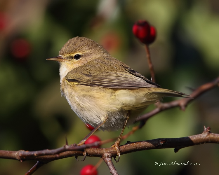 Pretty Chiffchaff