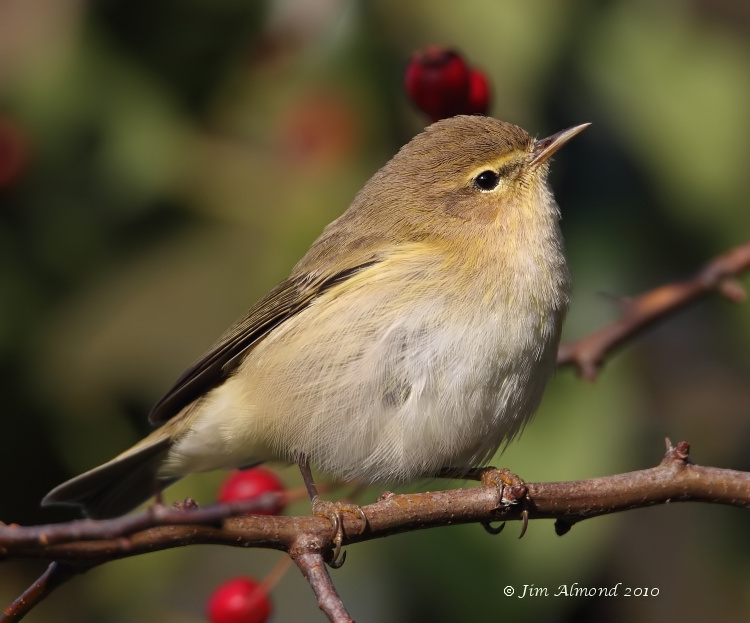 Pretty Chiffchaff