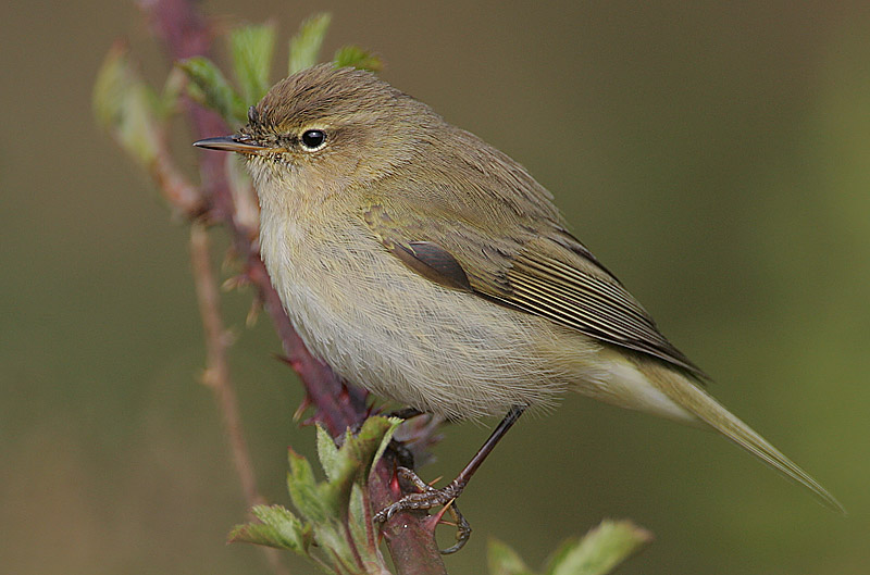 Pretty Chiffchaff