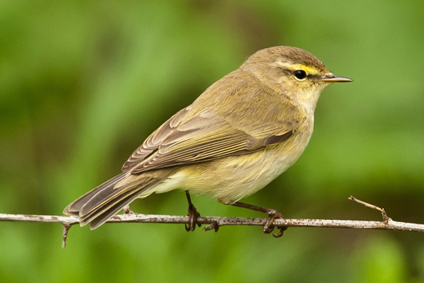 Pretty Chiffchaff