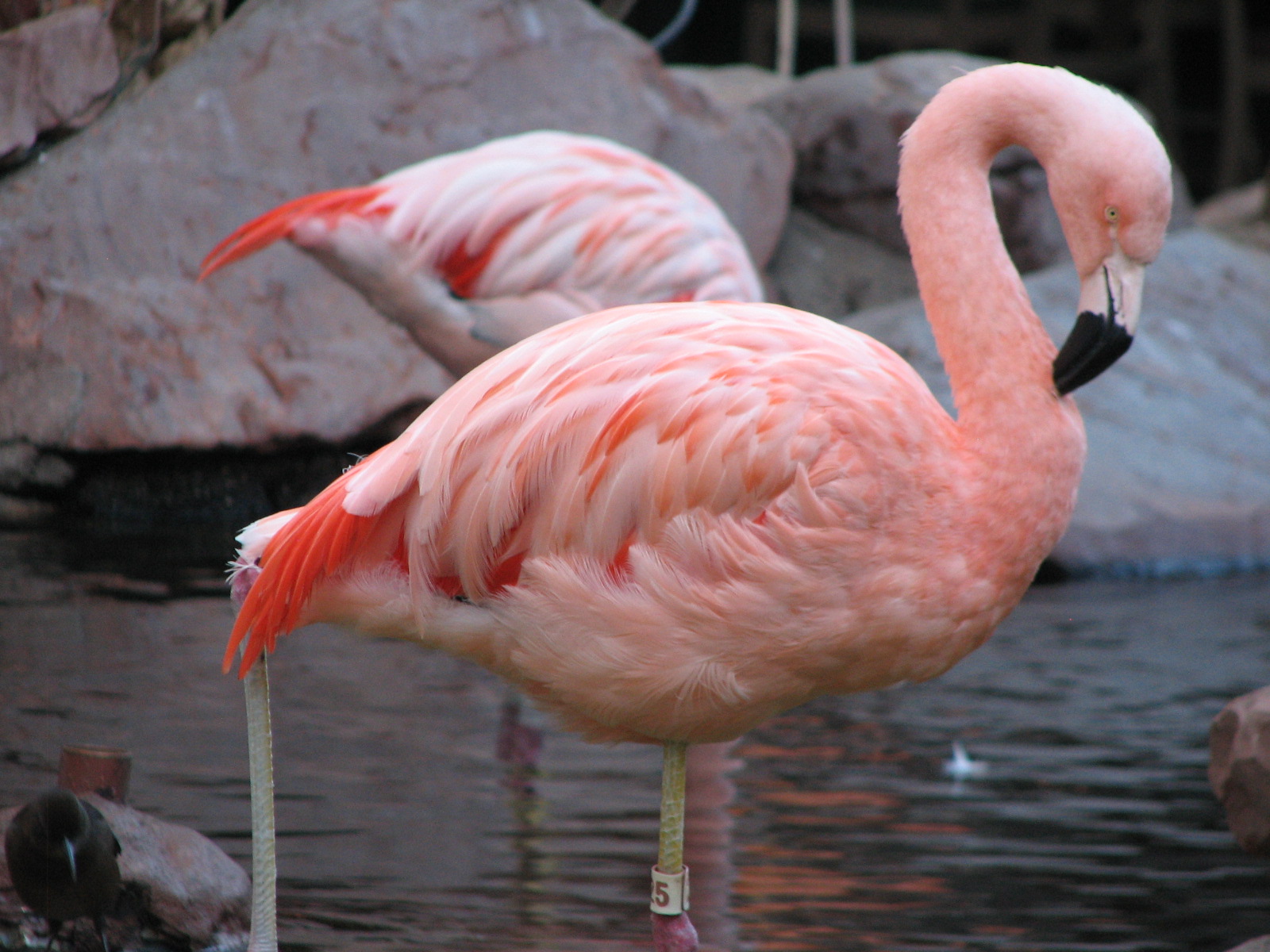Chilean flamingo