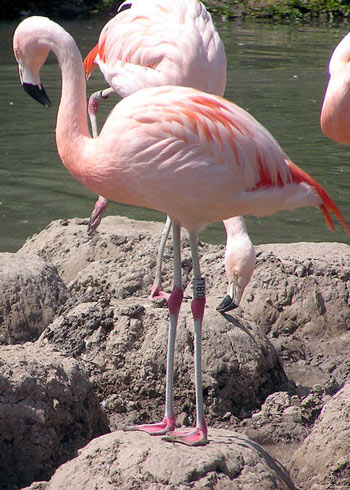 Pretty Chilean flamingo