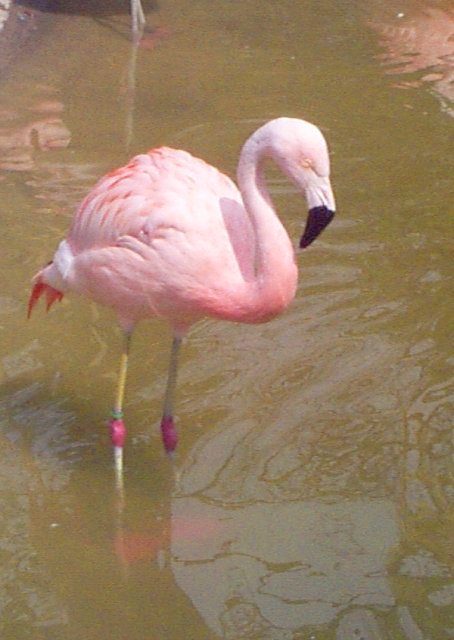 Pretty Chilean flamingo