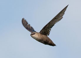 Chimney swift