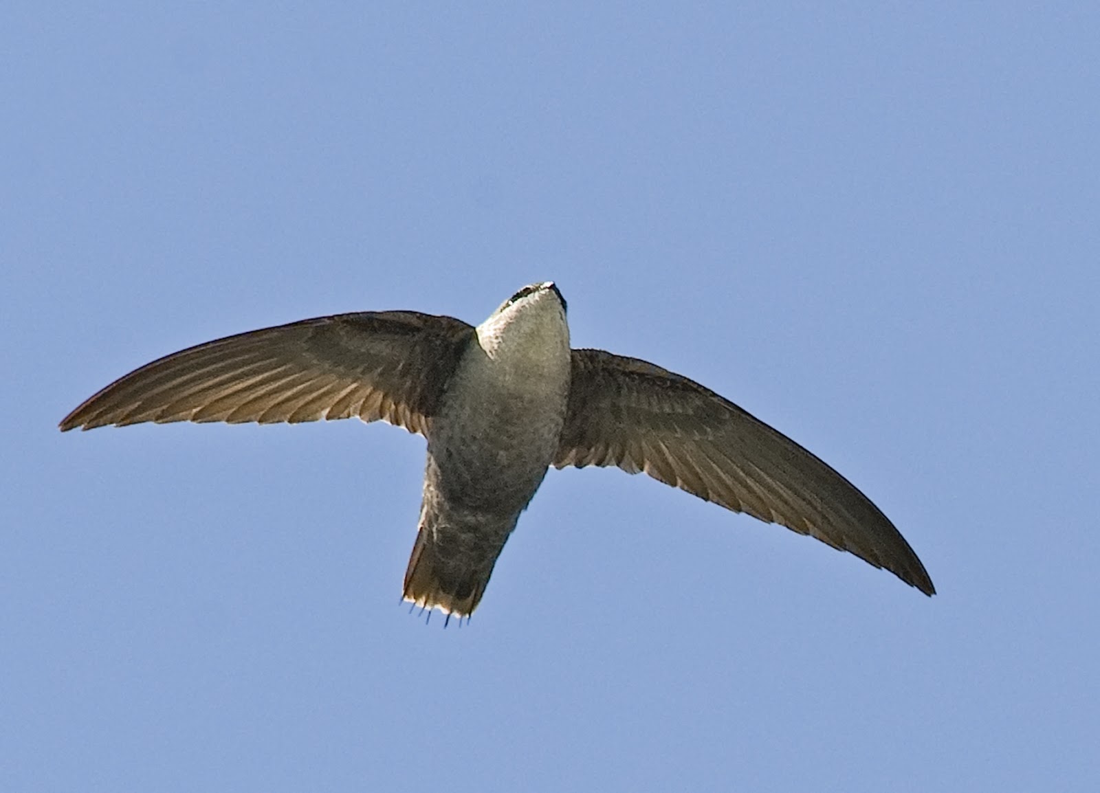 Pretty Chimney swift