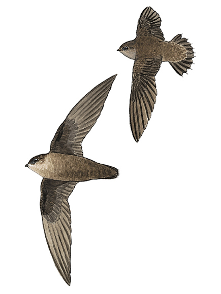Pretty Chimney swift