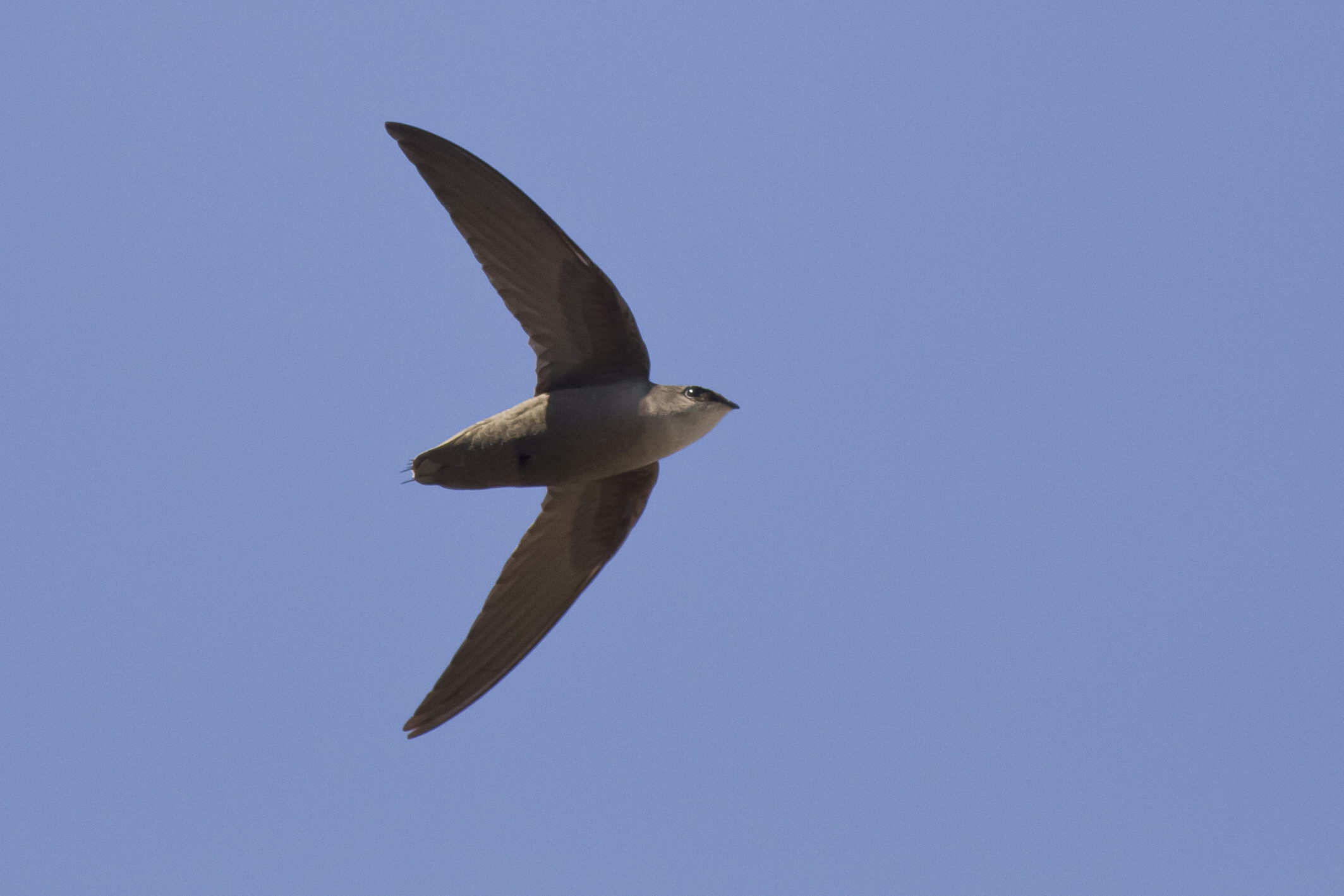 Pretty Chimney swift