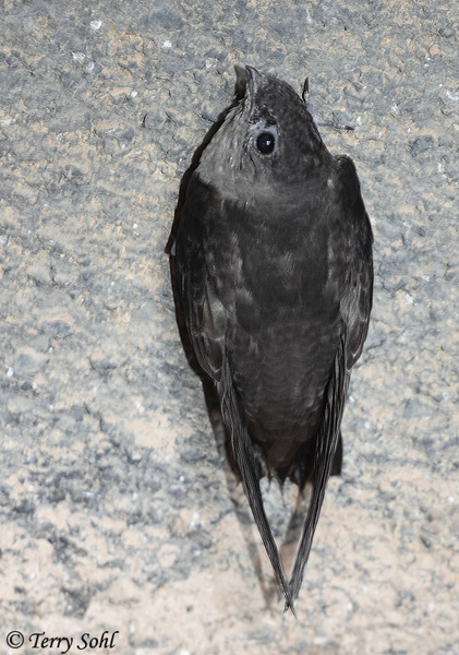 Pretty Chimney swift