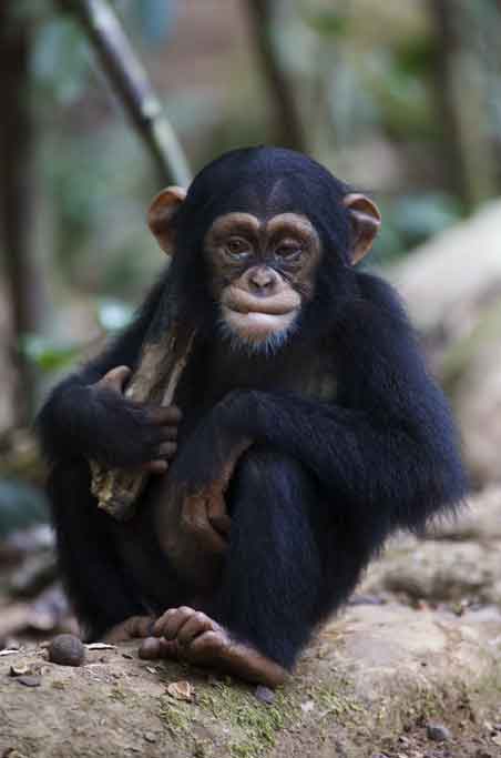 Chimpanzee