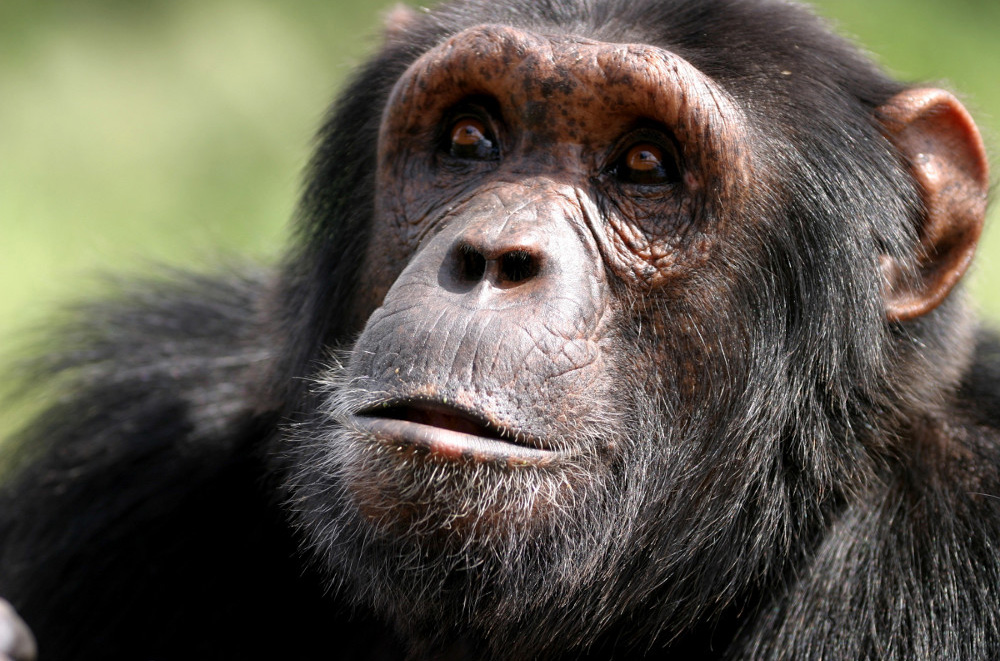Cute Chimpanzee