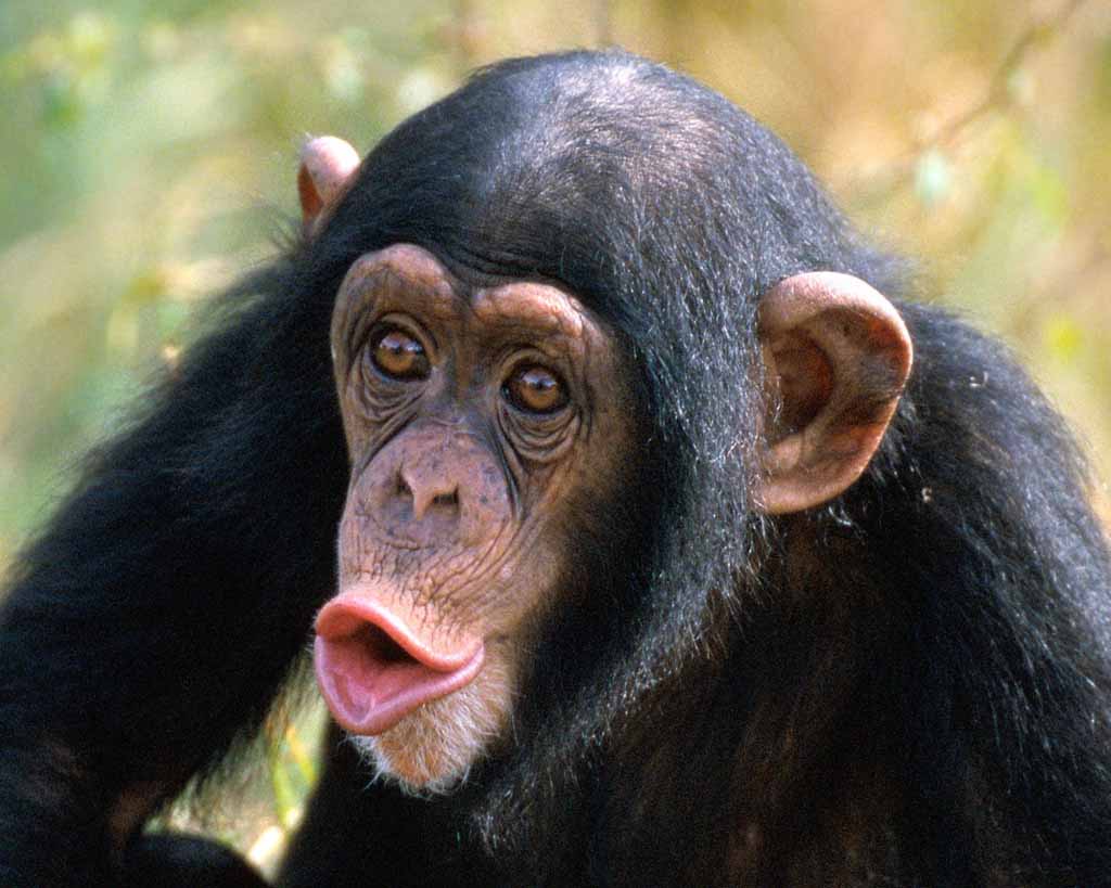 Photo Chimpanzee