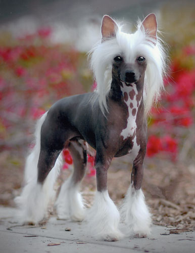 Cool Chinese Crested - Dog Breed