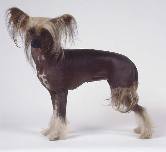 Photo Chinese Crested - Dog Breed