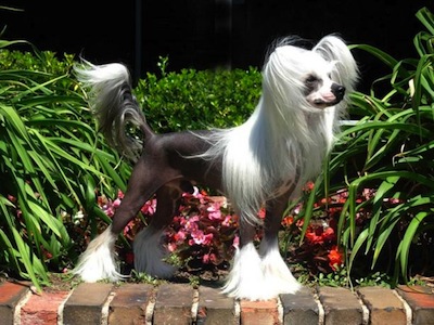 Chinese Crested - Dog Breed photo 