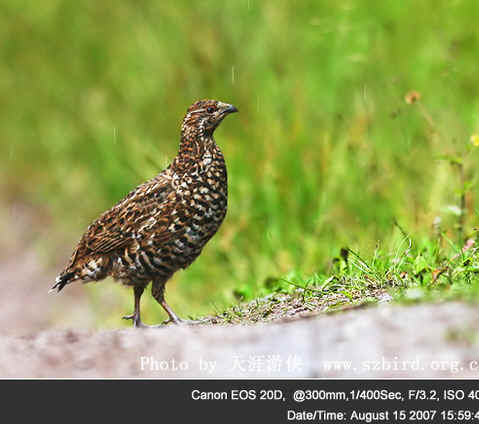 Pretty Chinese grouse