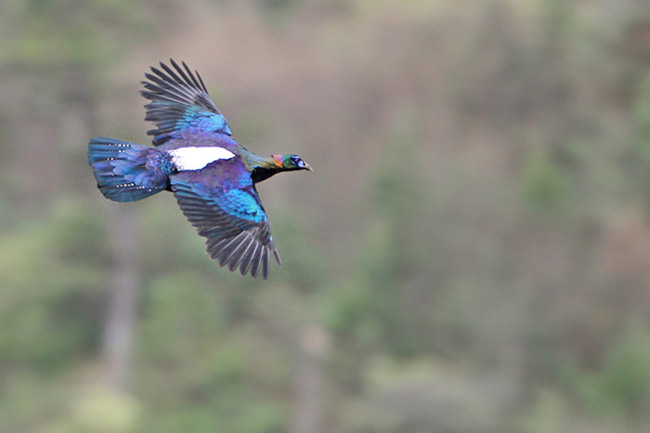 Pretty Chinese monal