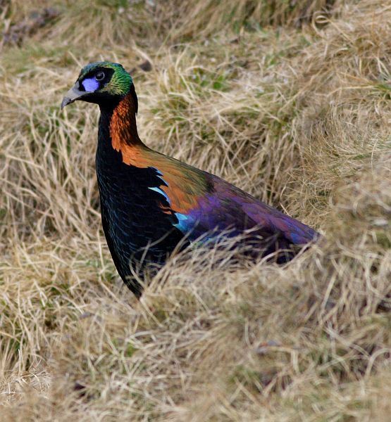 Pretty Chinese monal
