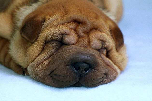 Chinese Shar-Pei - Dog Breed