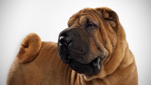 Nice Chinese Shar-Pei - Dog Breed