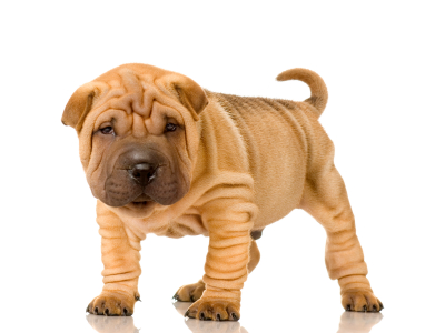 Pretty Chinese Shar-Pei - Dog Breed
