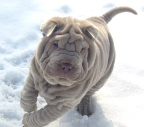 Cute Chinese Shar-Pei - Dog Breed
