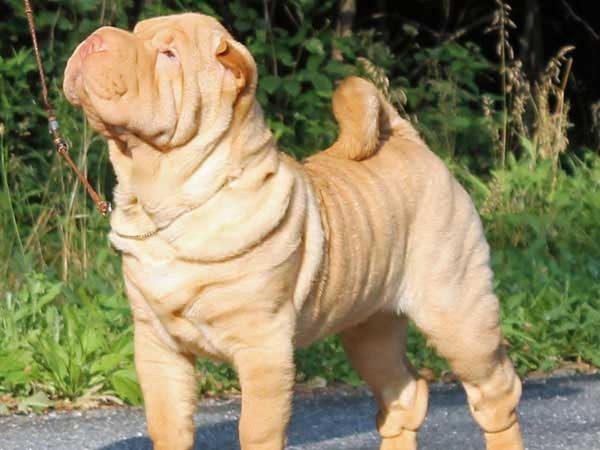 Wallpaper Chinese Shar-Pei - Dog Breed