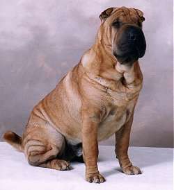 Photo Chinese Shar-Pei - Dog Breed
