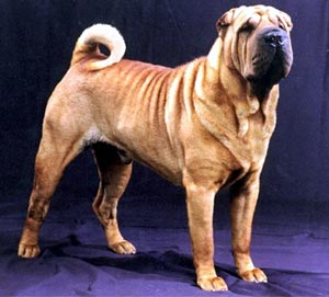 Chinese Shar-Pei - Dog Breed photo 