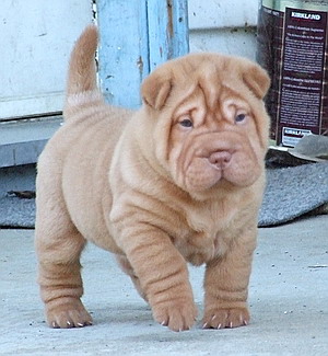 Chinese Shar-Pei - Dog Breed wallpaper