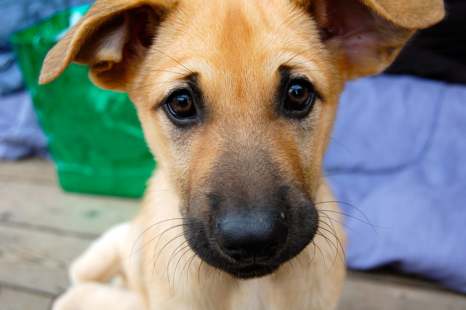 Nice Chinook Dog - Dog Breed