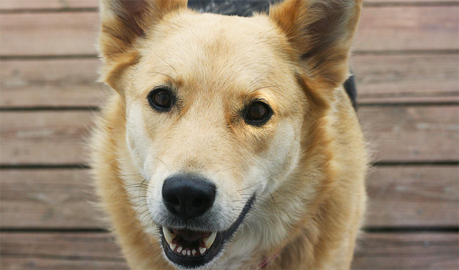 Cool Chinook Dog - Dog Breed