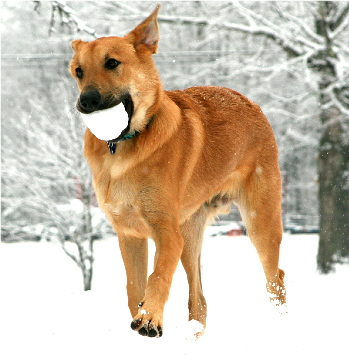 Cute Chinook Dog - Dog Breed