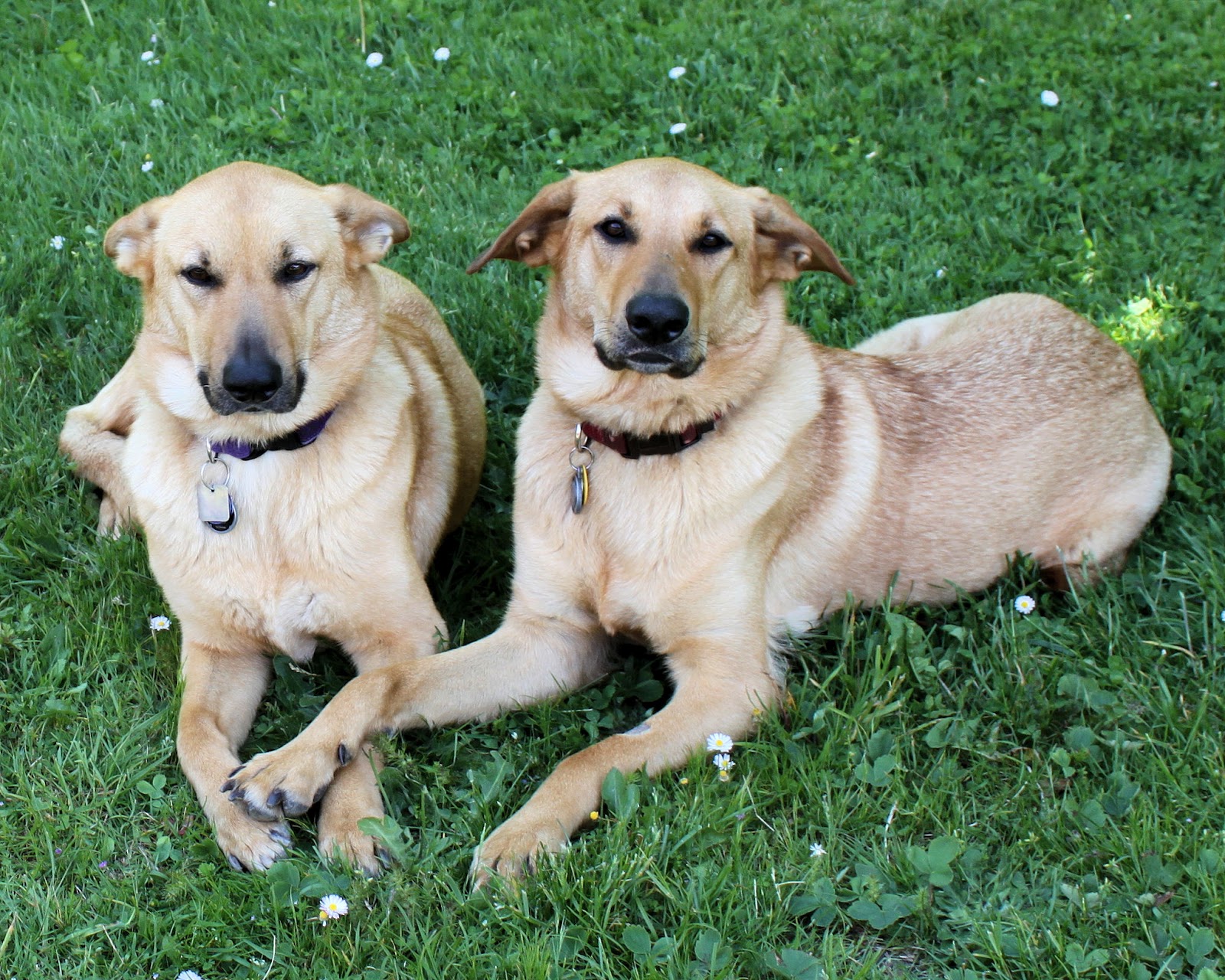 Chinook Dog - Dog Breed photo 