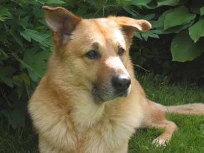 Chinook Dog - Dog Breed wallpaper