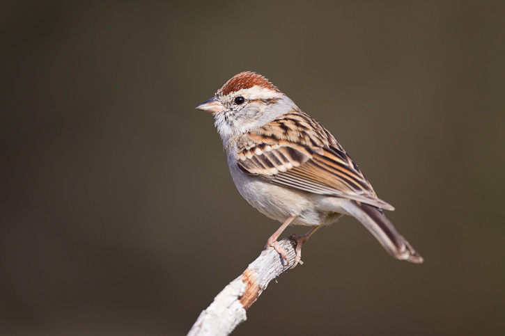 Chipping sparrow