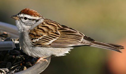 Pretty Chipping sparrow