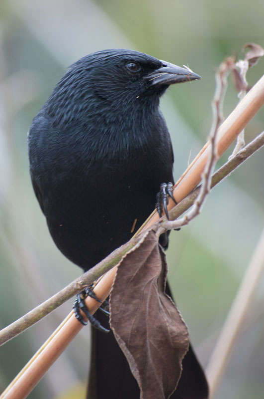 Pretty Chopi blackbird