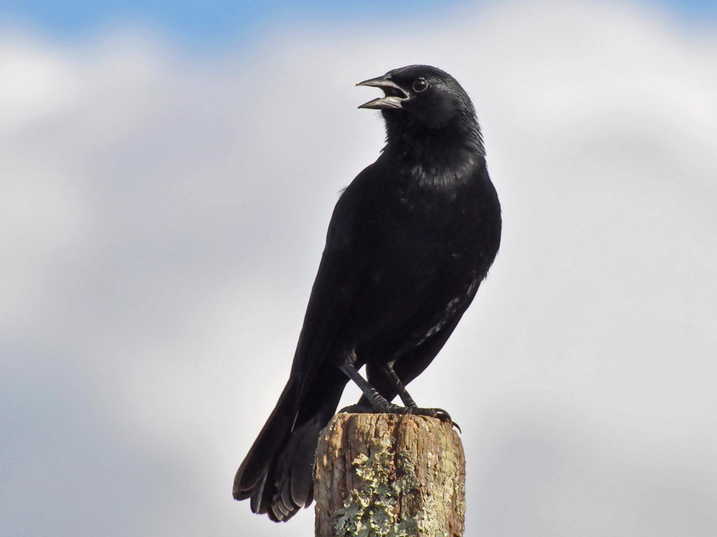 Pretty Chopi blackbird