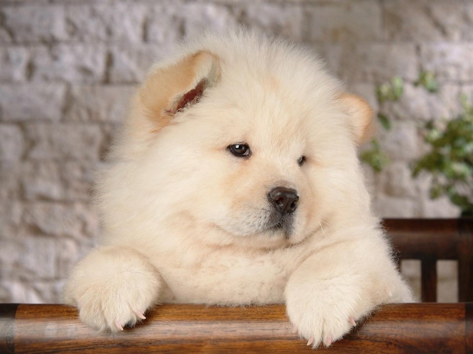Nice Chow Chow - Dog Breed