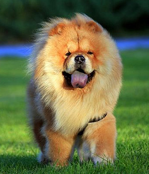 Pretty Chow Chow - Dog Breed