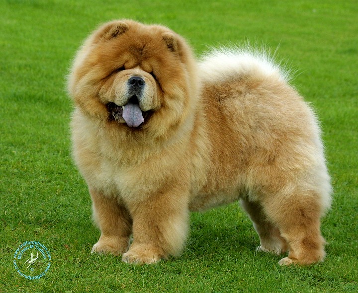 Cute Chow Chow - Dog Breed