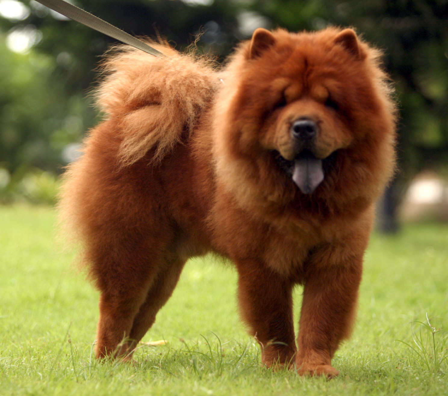 Photo Chow Chow - Dog Breed